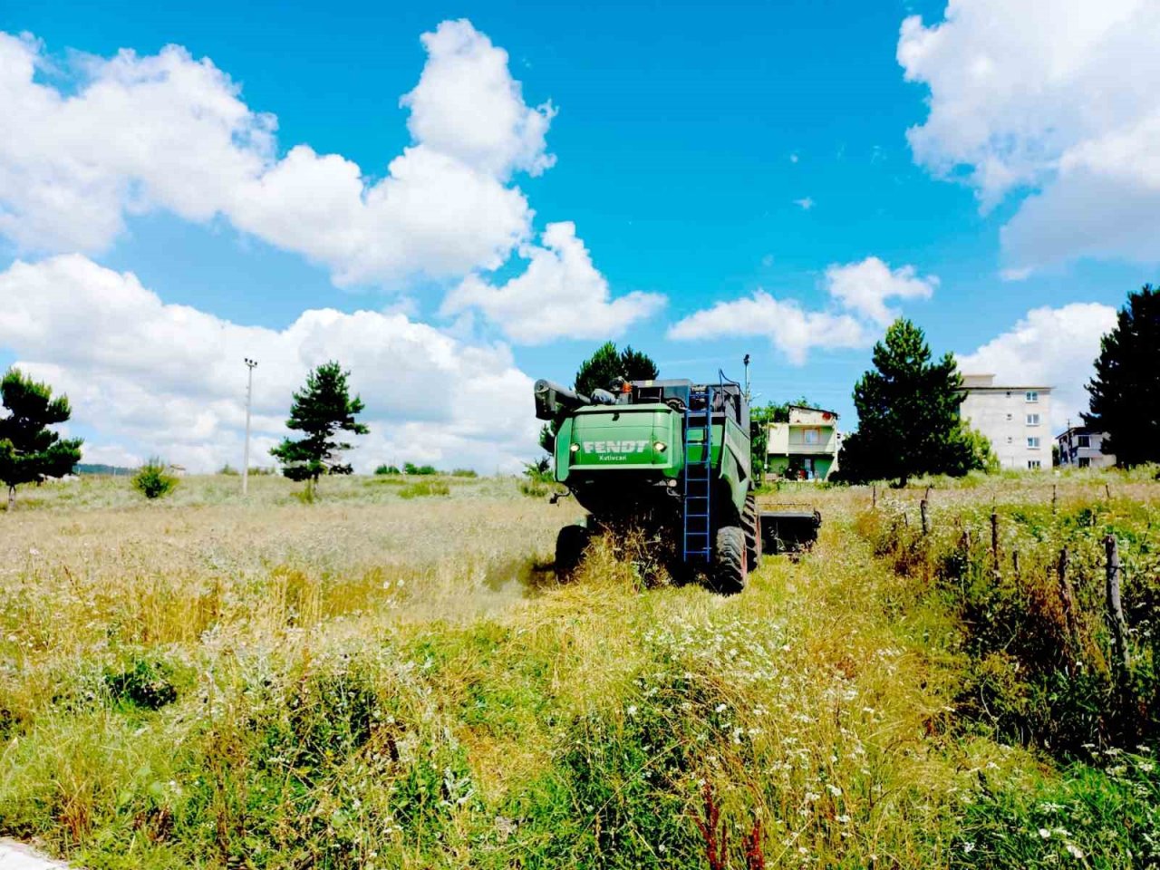 Kavak’ta buğday hasadı