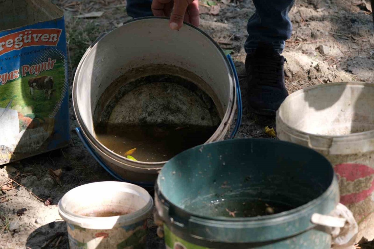 Artan sivrisinek popülasyonu hastanelere başvuruları artırdı