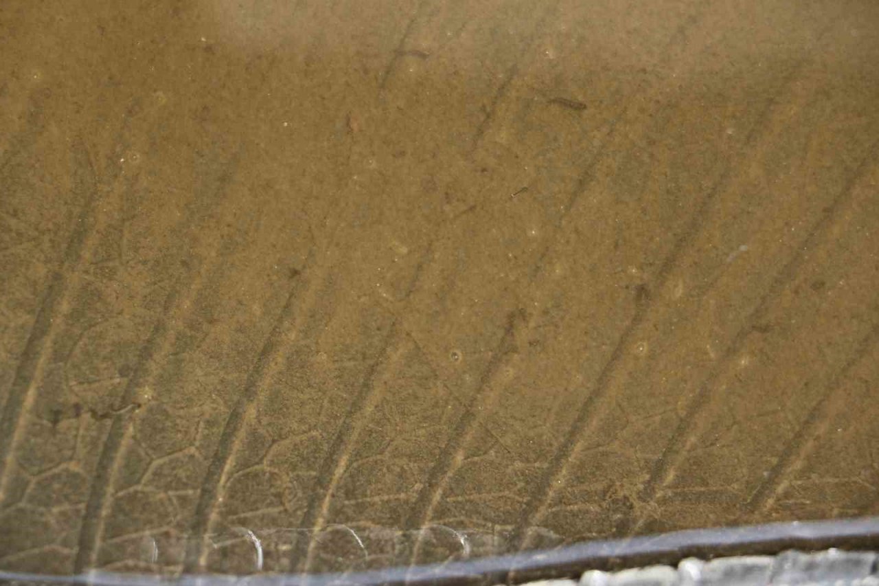 Artan sivrisinek popülasyonu hastanelere başvuruları artırdı