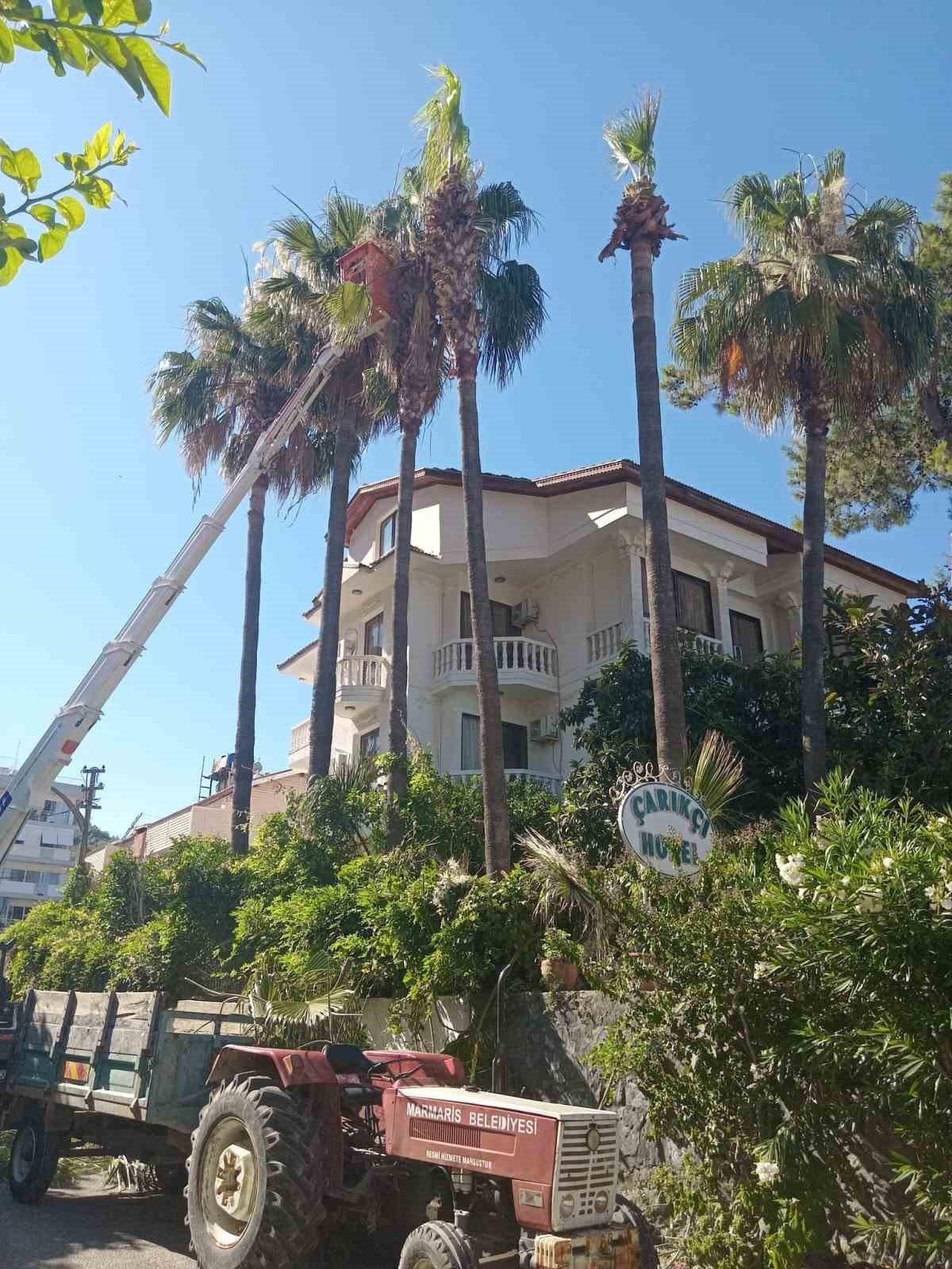 Marmaris’te palmiyeler bakıma alındı