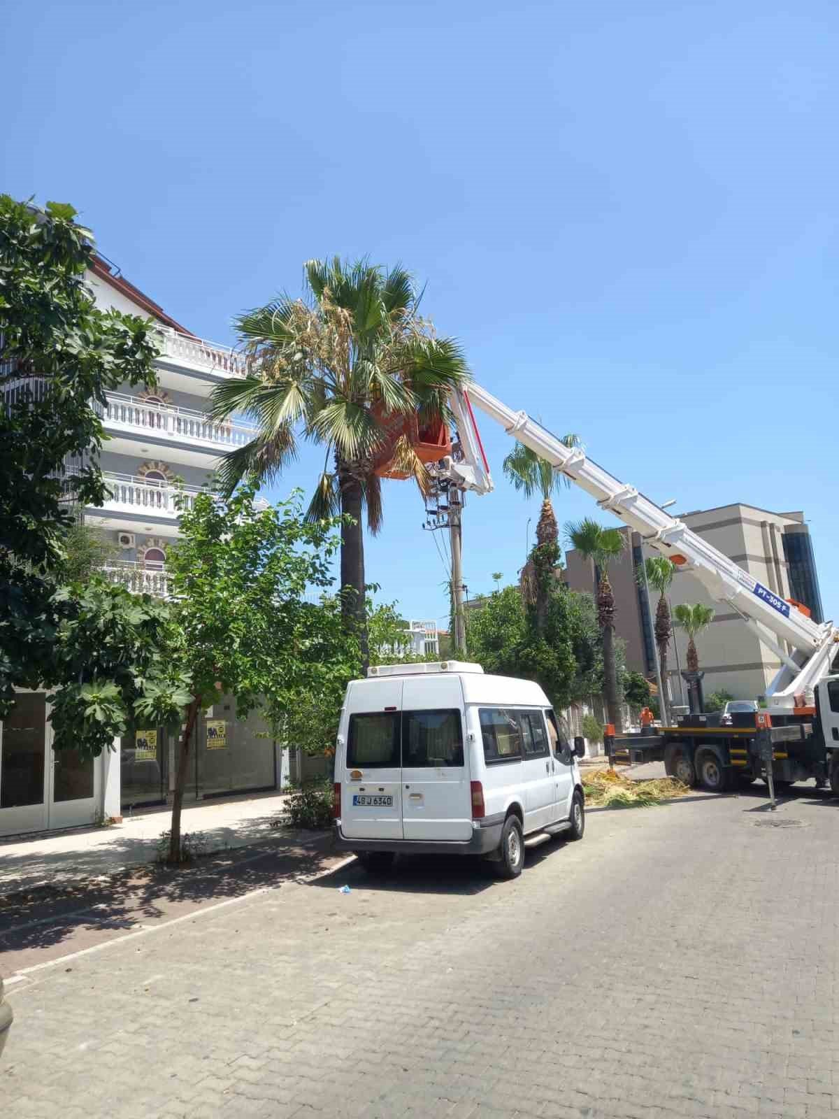 Marmaris’te palmiyeler bakıma alındı