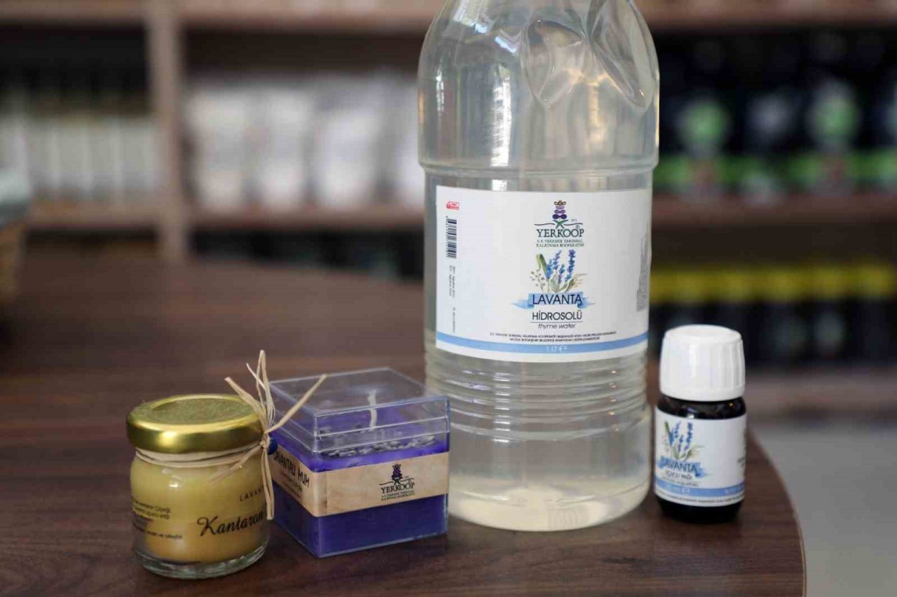 Büyükşehir desteği ile 212 dekar arazi Lavanta ile buluştu