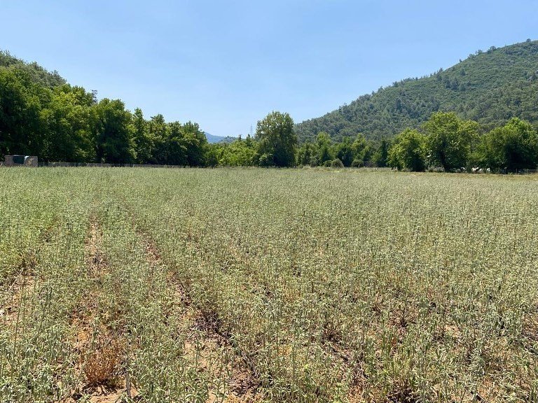 Muğla’da tıbbi aromatik bitki seferberliği