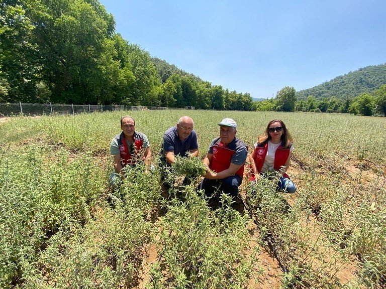 Muğla’da tıbbi aromatik bitki seferberliği