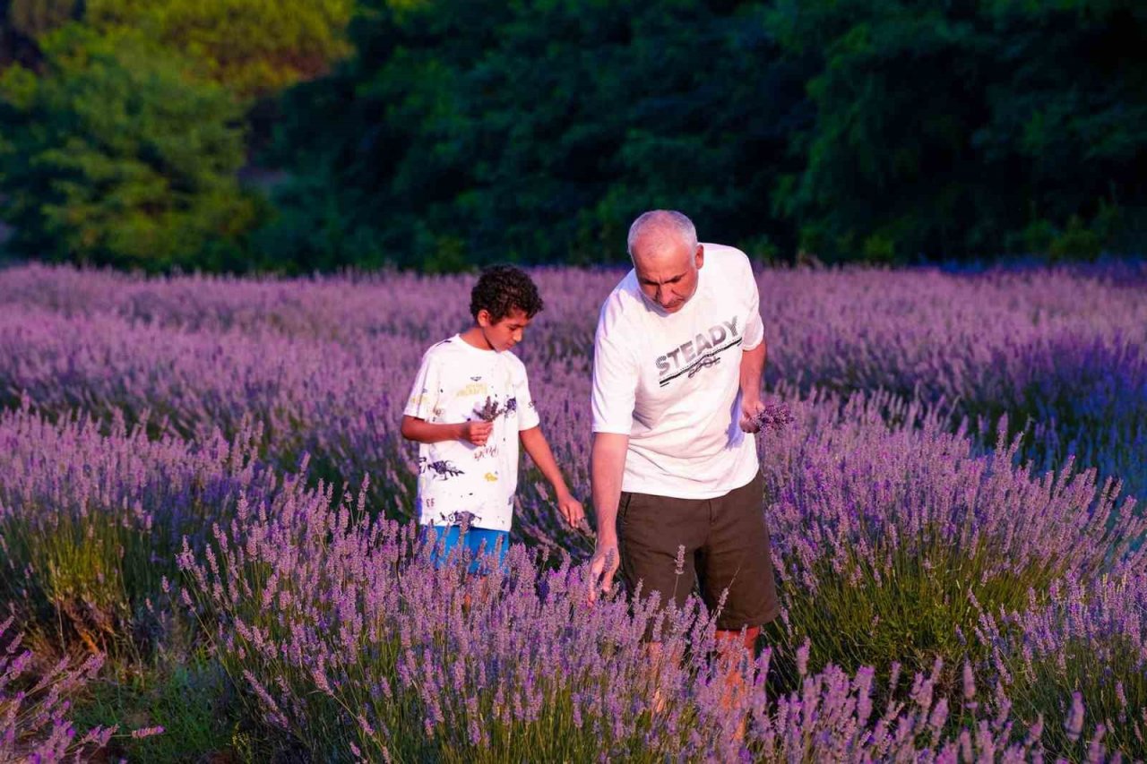Cennet Vadisi’ndeki lavantalar görsel şölen oluşturdu