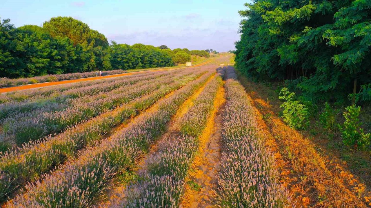 Cennet Vadisi’ndeki lavantalar görsel şölen oluşturdu