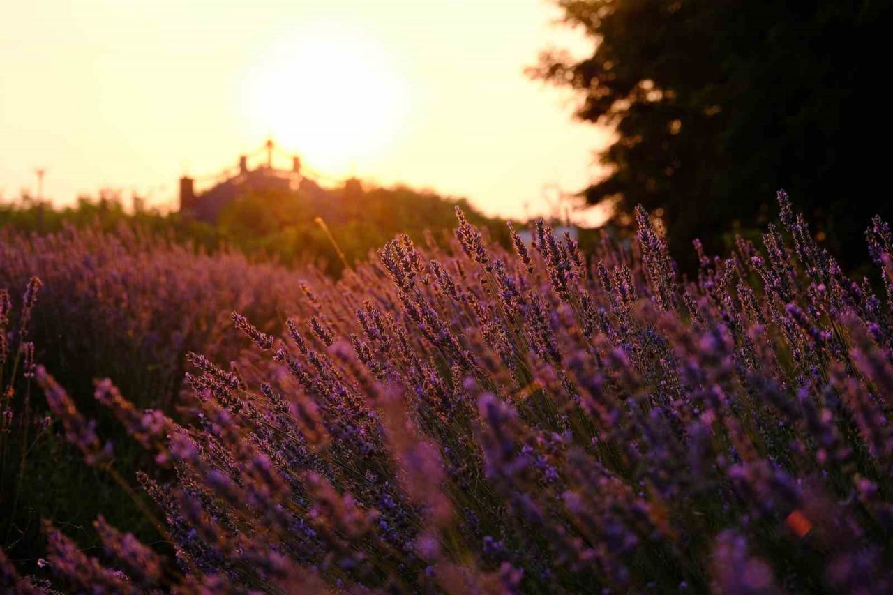 Cennet Vadisi’ndeki lavantalar görsel şölen oluşturdu