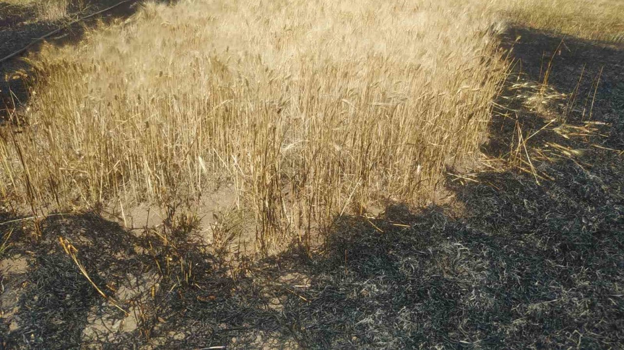 Sivas’ta tarla yangınında 50 dönüm ekili alan kül oldu