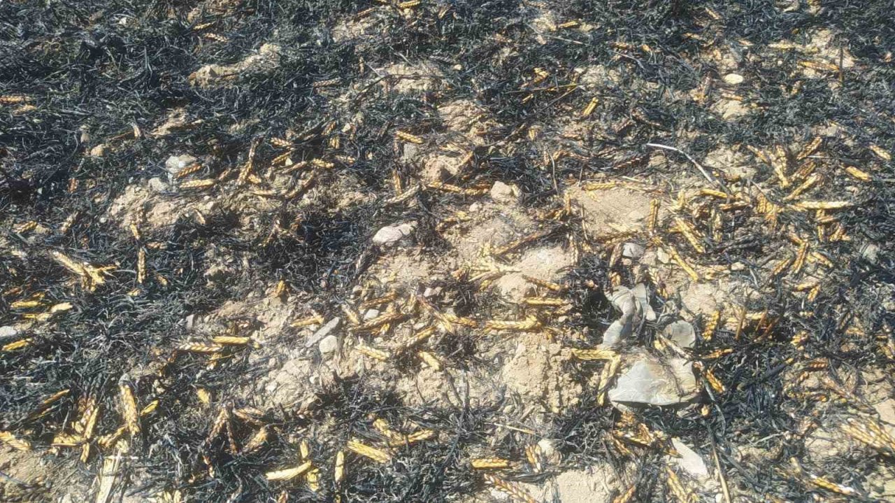 Sivas’ta tarla yangınında 50 dönüm ekili alan kül oldu