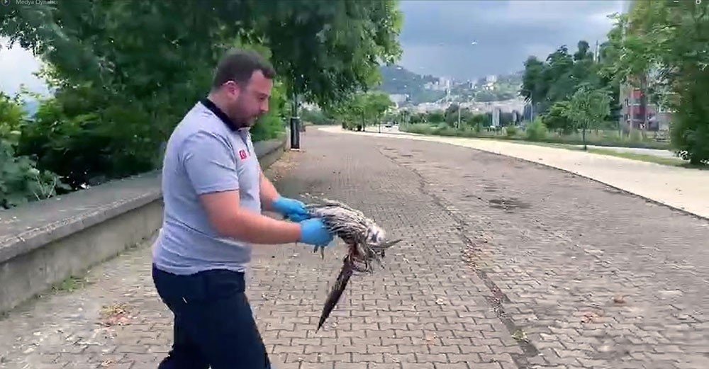 Yaralı martının imdadına belediye ekipleri yetişti