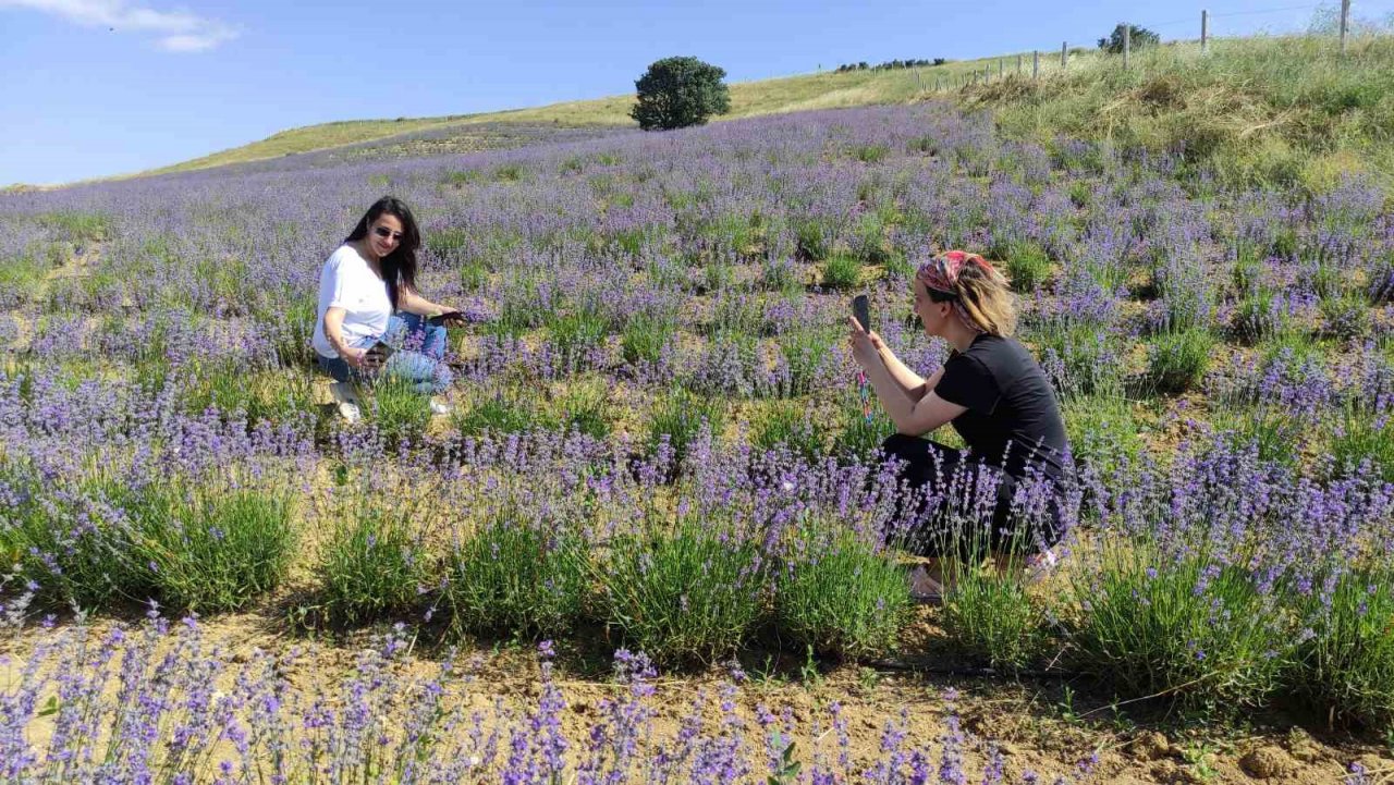 Yurt dışından geldi, bozkırı lavantaya bürüdü