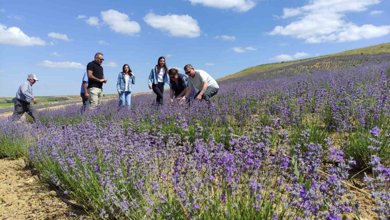 Yurt dışından geldi, bozkırı lavantaya bürüdü