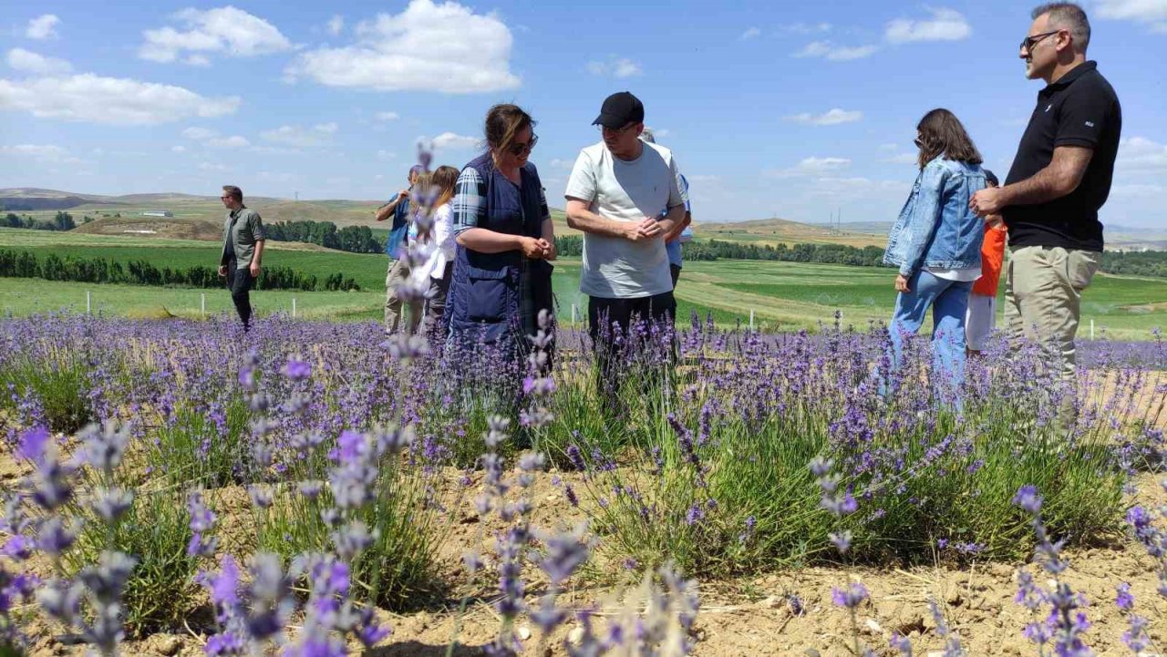 Yurt dışından geldi, bozkırı lavantaya bürüdü