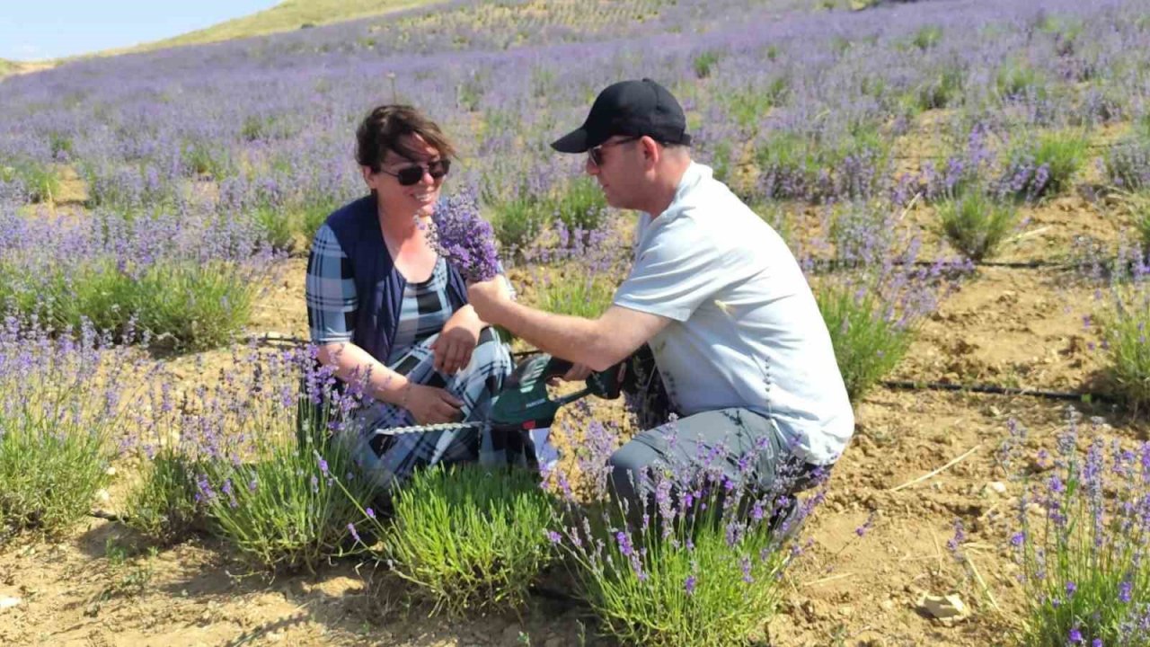 Yurt dışından geldi, bozkırı lavantaya bürüdü