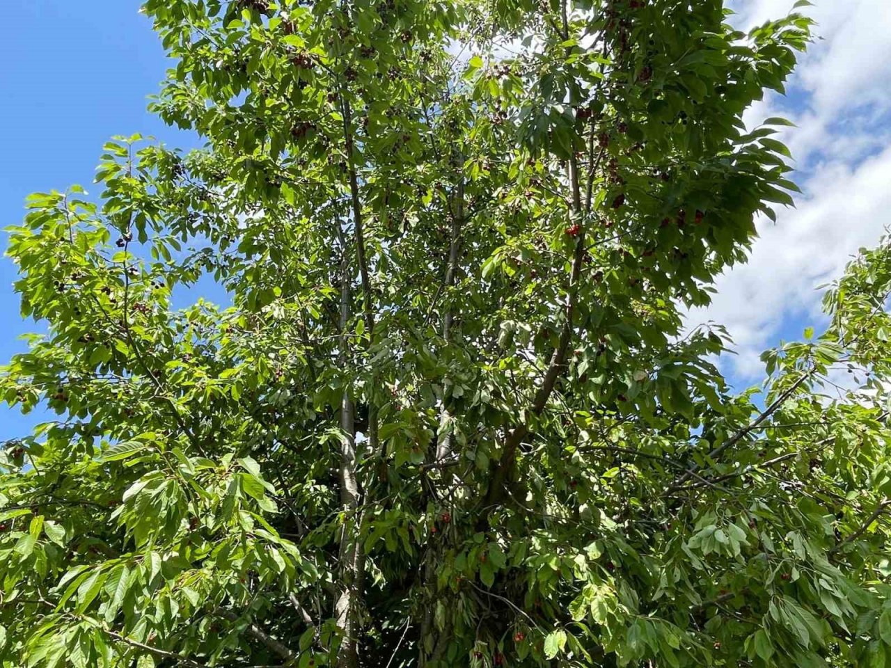 Ayılar Artvin’de köylüleri canından bezdirdi: "Ağaçlardan meyve toplayamıyoruz"