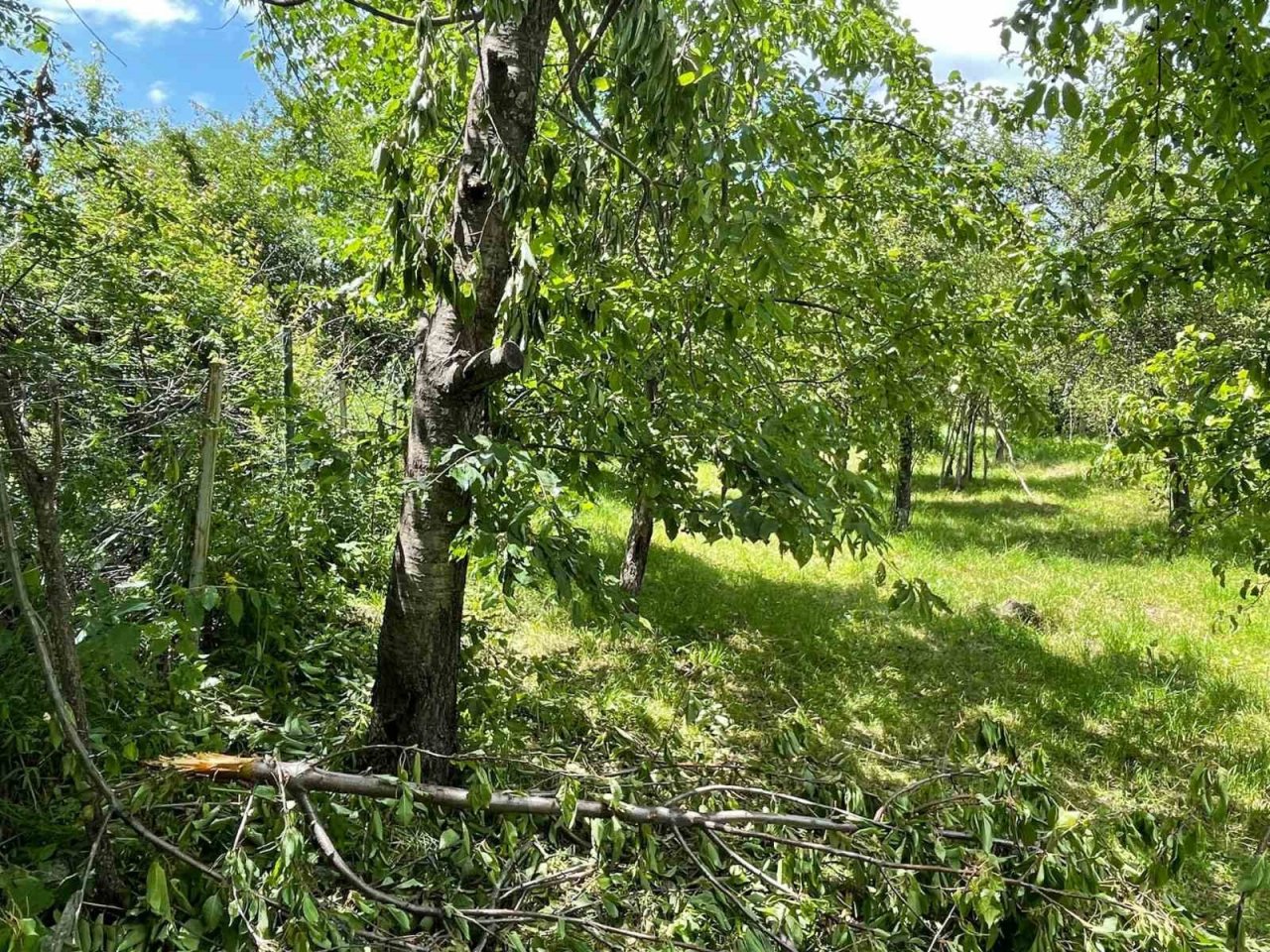 Ayılar Artvin’de köylüleri canından bezdirdi: "Ağaçlardan meyve toplayamıyoruz"