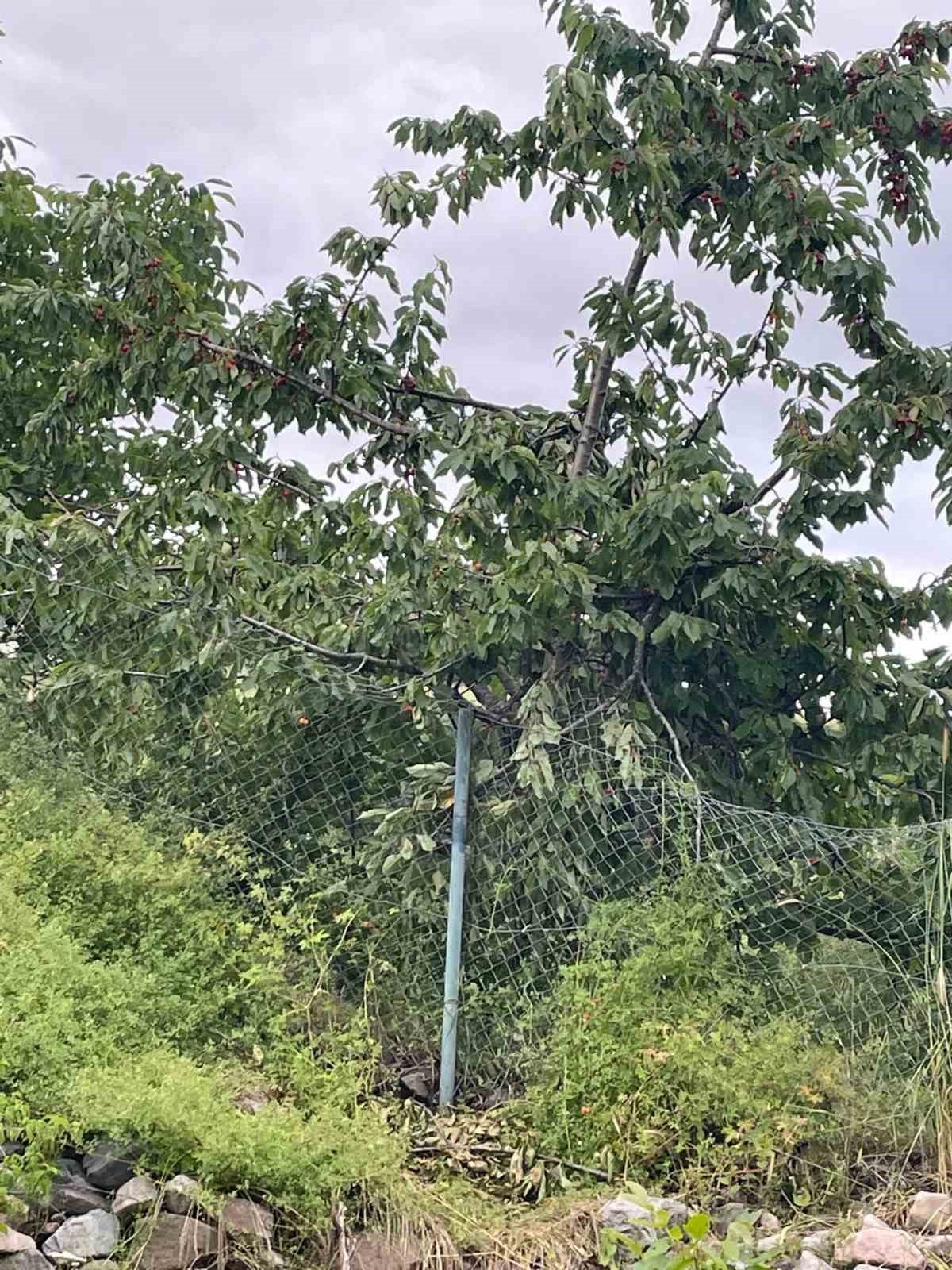 Ayılar Artvin’de köylüleri canından bezdirdi: "Ağaçlardan meyve toplayamıyoruz"