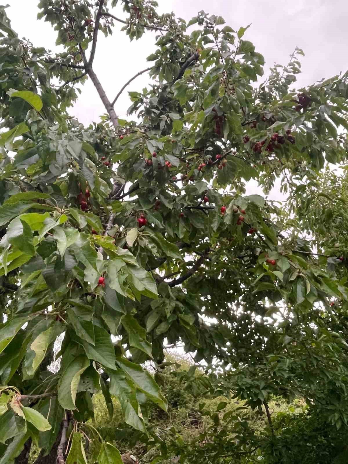 Ayılar Artvin’de köylüleri canından bezdirdi: "Ağaçlardan meyve toplayamıyoruz"