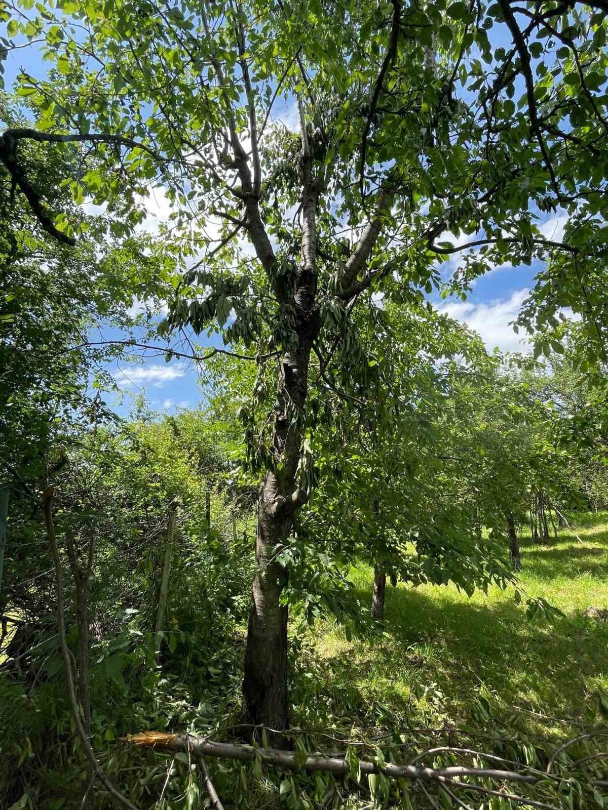 Ayılar Artvin’de köylüleri canından bezdirdi: "Ağaçlardan meyve toplayamıyoruz"