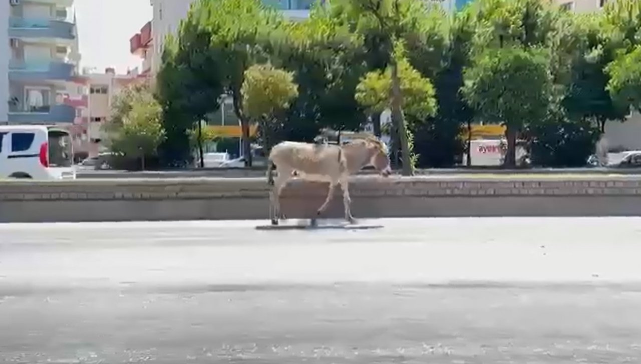 Sahipsiz eşek araç sürücülerine zor anlar yaşattı