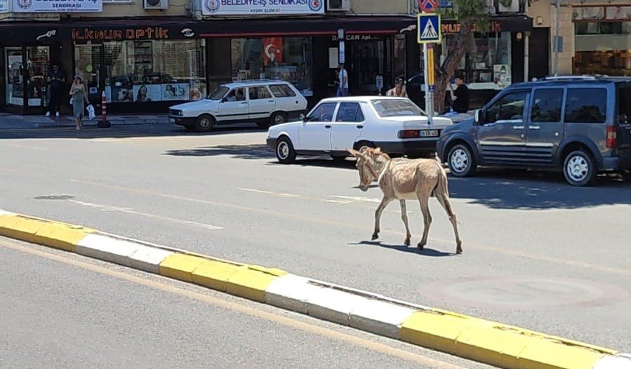 Sahipsiz eşek araç sürücülerine zor anlar yaşattı