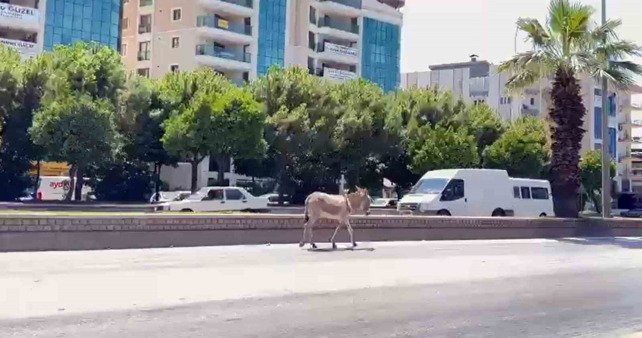 Sahipsiz eşek araç sürücülerine zor anlar yaşattı