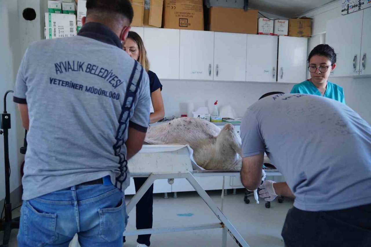 Ayvalık Belediyesi sokaktaki canların yanında