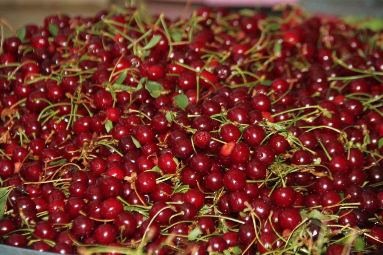 Elazığ’ın patentli lezzeti ‘vişne dondurması’na yoğun talep