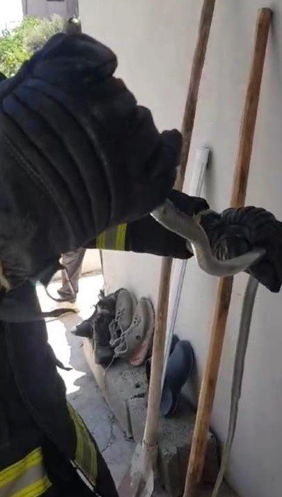 Eve giren yılan doğal yaşam alanına bırakıldı