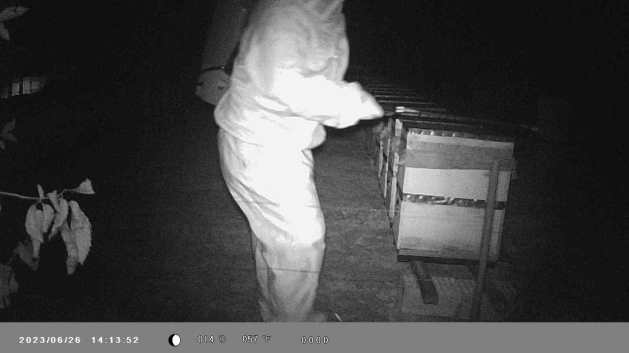 Binlerce arı telef oldu, gerçek güvenlik kamerası görüntülerinde ortaya çıktı