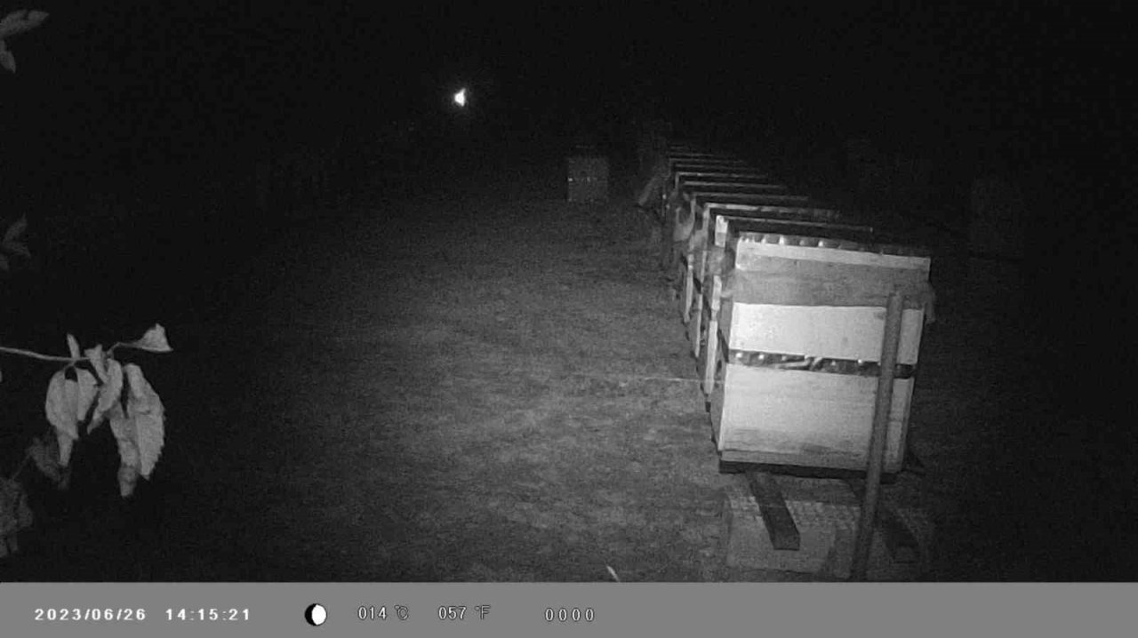 Binlerce arı telef oldu, gerçek güvenlik kamerası görüntülerinde ortaya çıktı