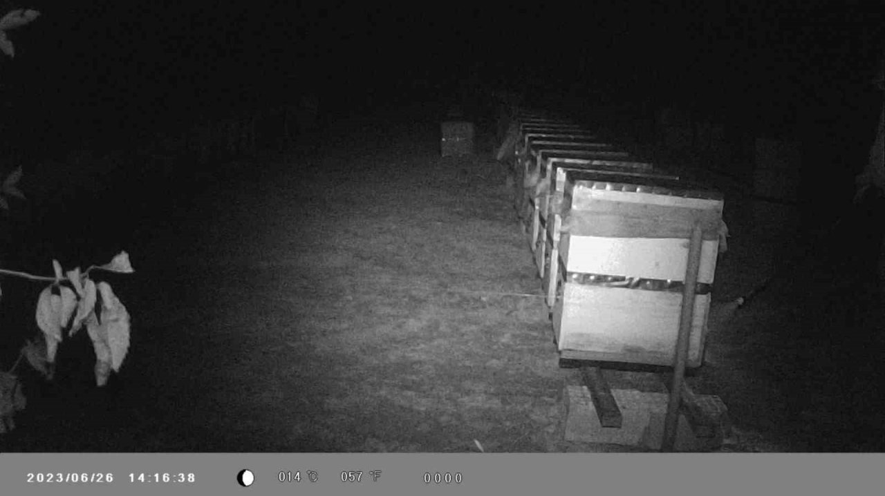 Binlerce arı telef oldu, gerçek güvenlik kamerası görüntülerinde ortaya çıktı