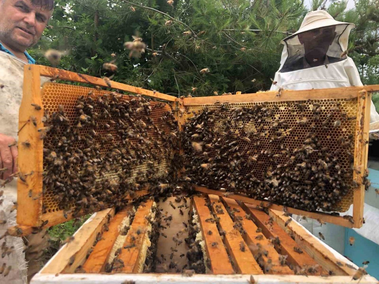 Binlerce arı telef oldu, gerçek güvenlik kamerası görüntülerinde ortaya çıktı