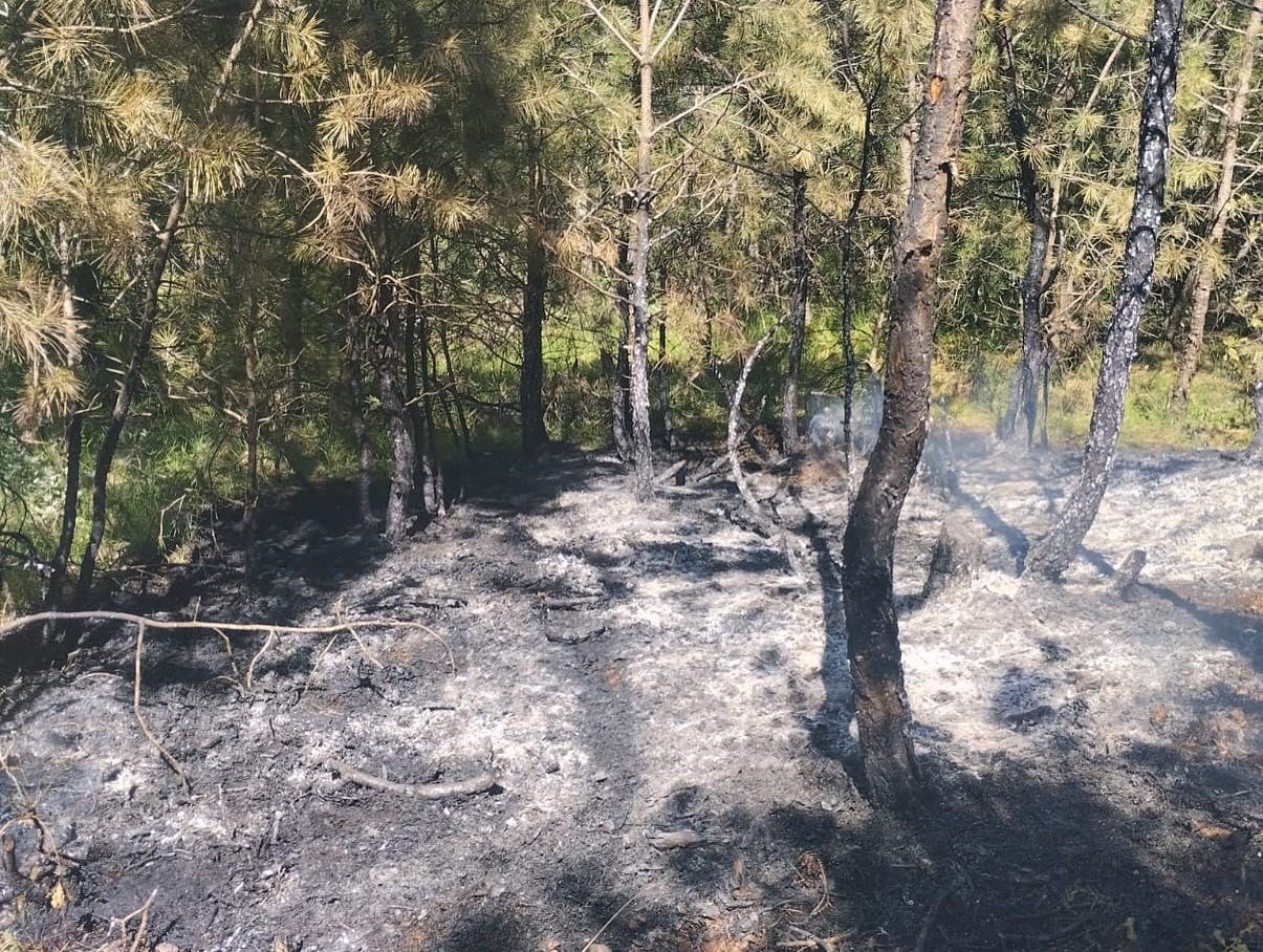 Taşköprü ve Tosya’da çıkan orman yangınları büyümeden söndürüldü