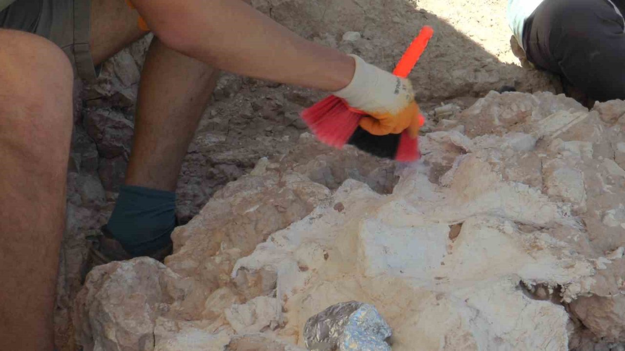 7,5 milyon yıllık kazılarda insan arayışı devam ediyor