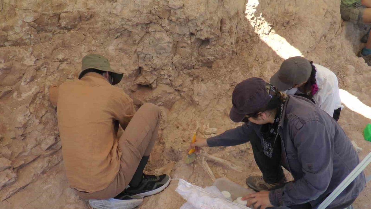 7,5 milyon yıllık kazılarda insan arayışı devam ediyor