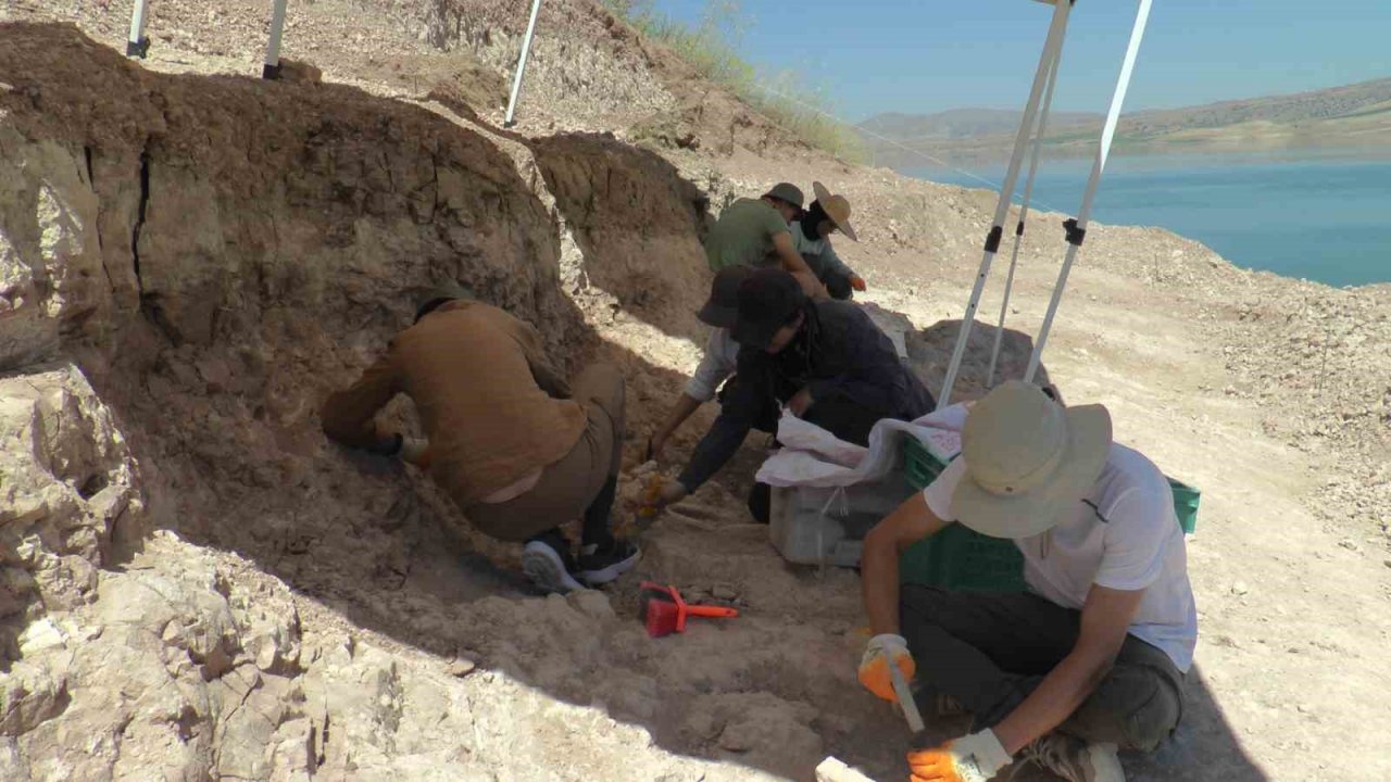 7,5 milyon yıllık kazılarda insan arayışı devam ediyor