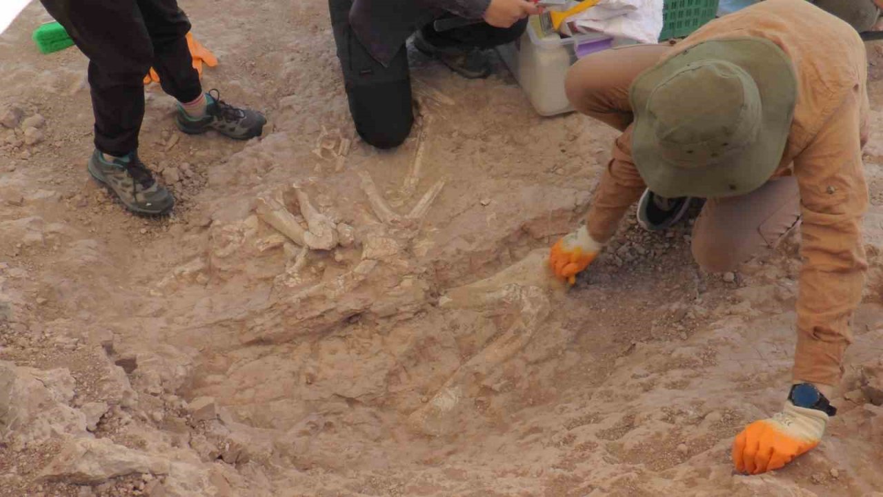 7,5 milyon yıllık kazılarda insan arayışı devam ediyor