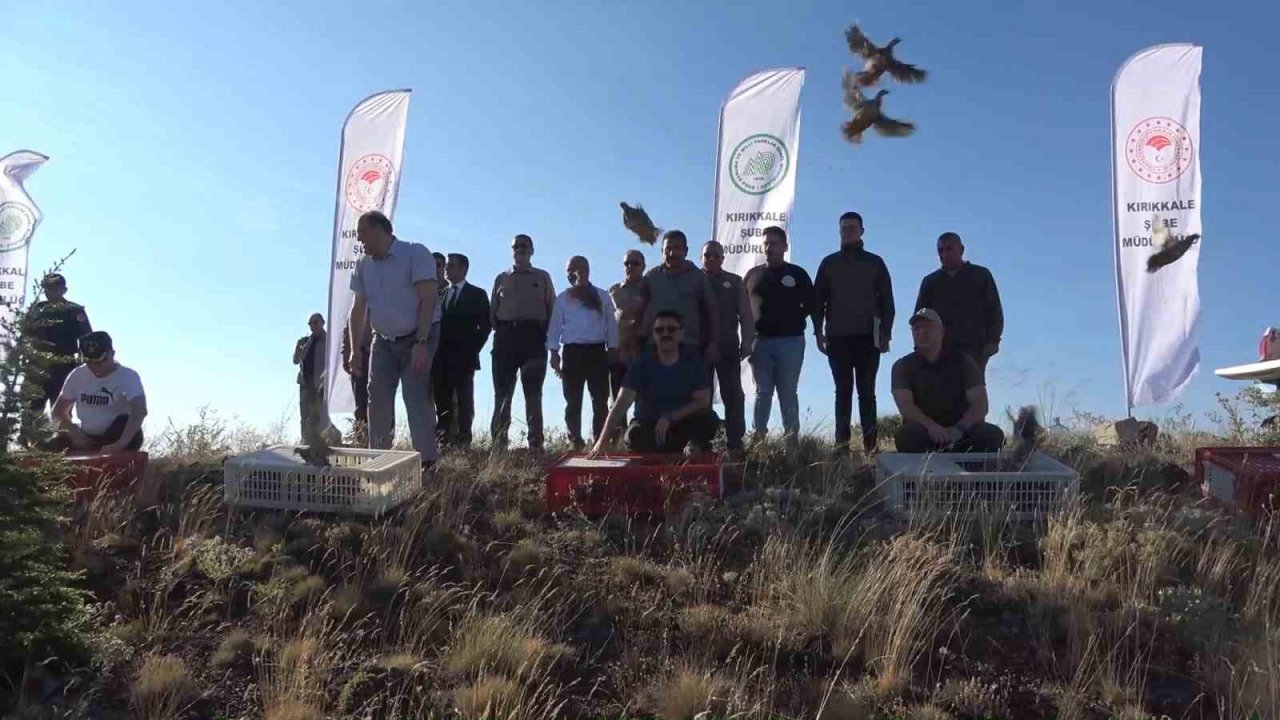 Kırıkkale’de ’kene avcısı’ yüzlerce keklik doğaya bırakıldı