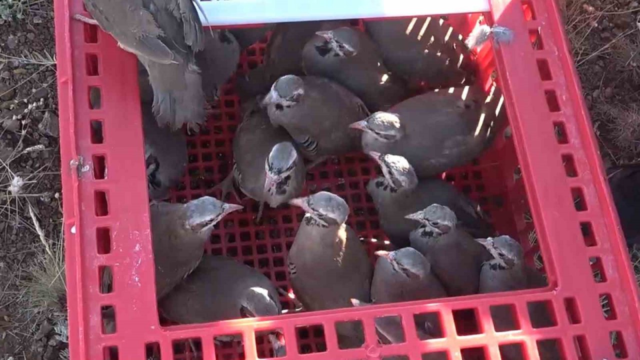 Kırıkkale’de ’kene avcısı’ yüzlerce keklik doğaya bırakıldı