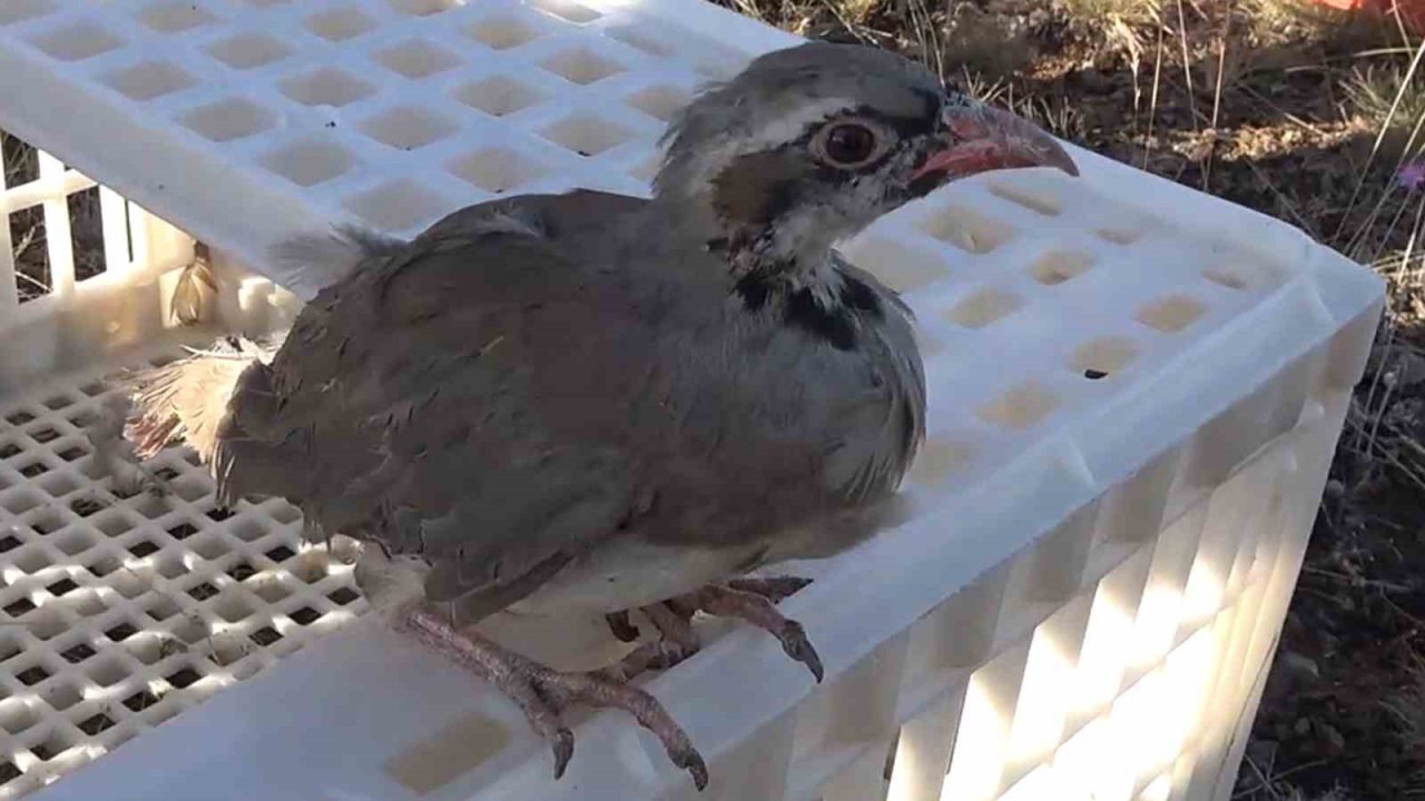 Kırıkkale’de ’kene avcısı’ yüzlerce keklik doğaya bırakıldı