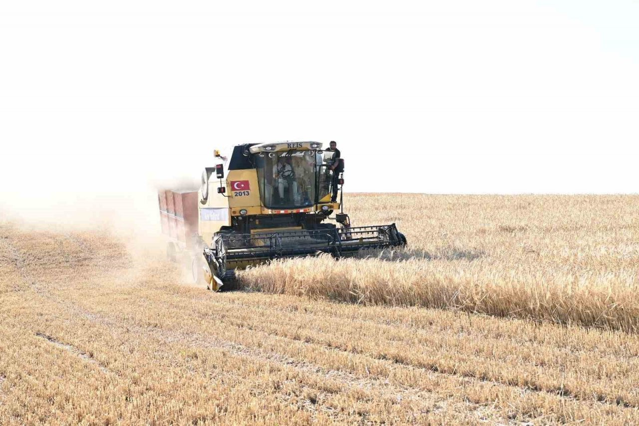 Mamak’ta yapılan hasat çiftçiyi mutlu etti