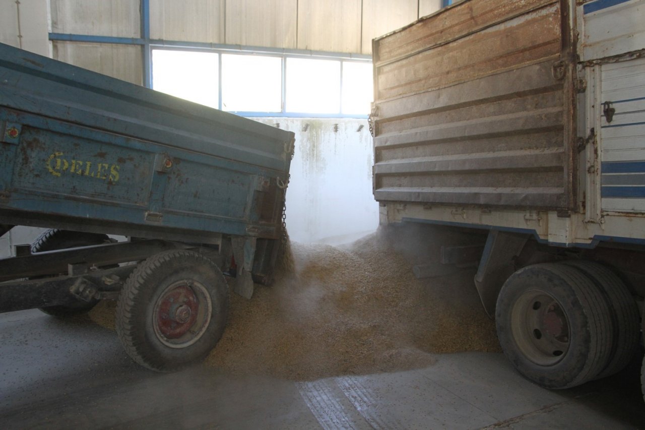 TMO Kula’da hububat alımına başladı