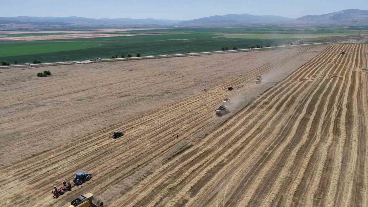 Gökhöyük’te buğday hasadı bereketli başladı: 5 bin ton üretim bekleniyor