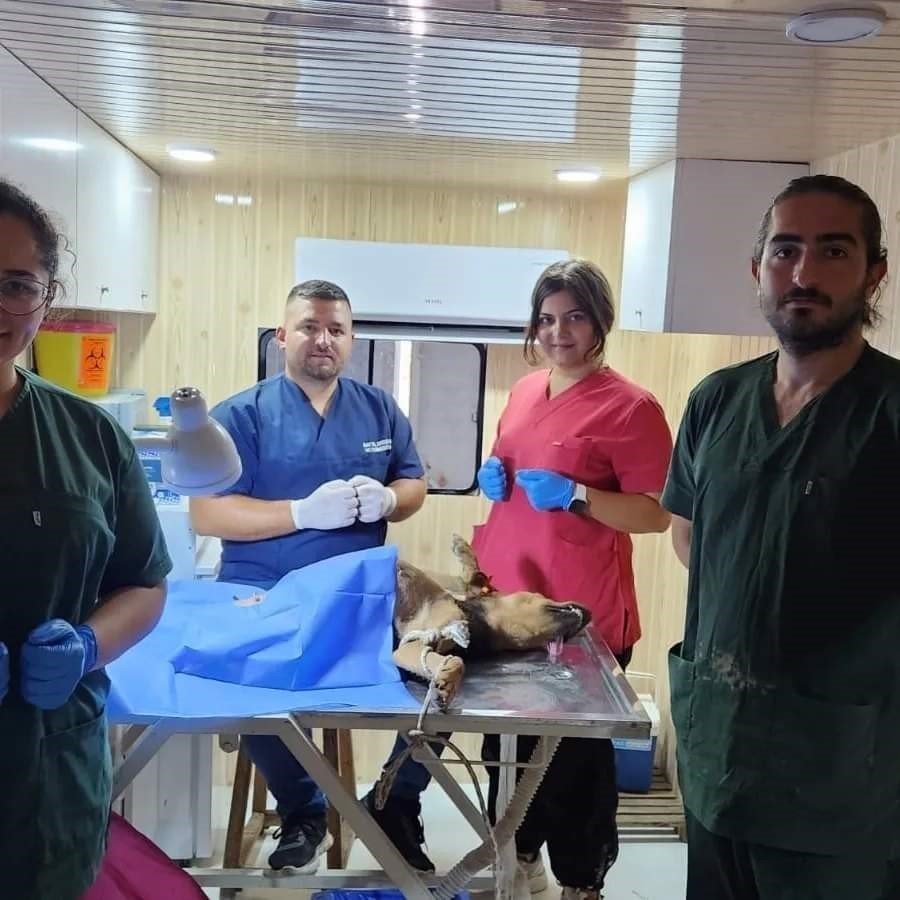 Dazkırı’da sokak hayvanlarına yönelik başlatılan rehabilitasyon çalışmaları sürüyor