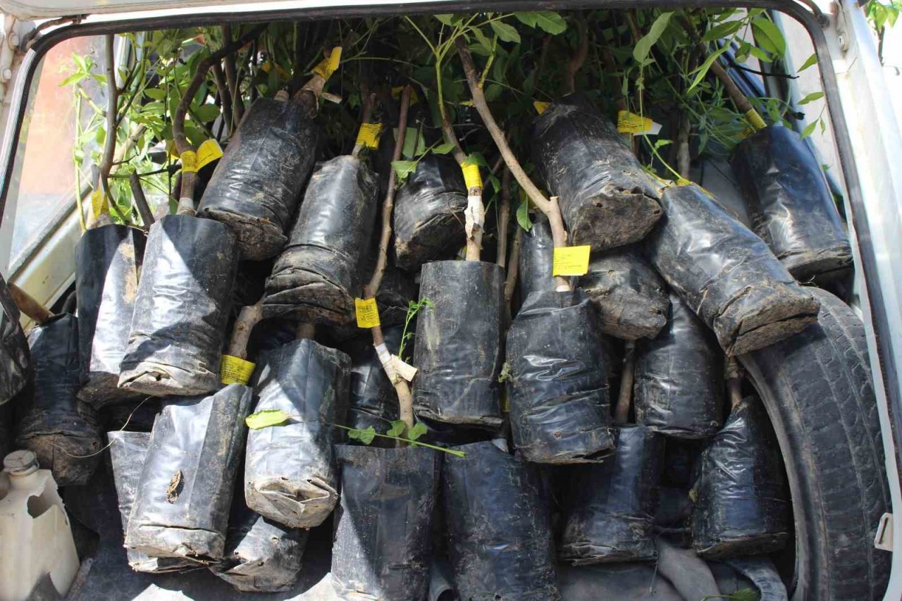 Büyükşehir Belediyesi 10 bin adet ceviz ve zeytin fidanı hibe etti