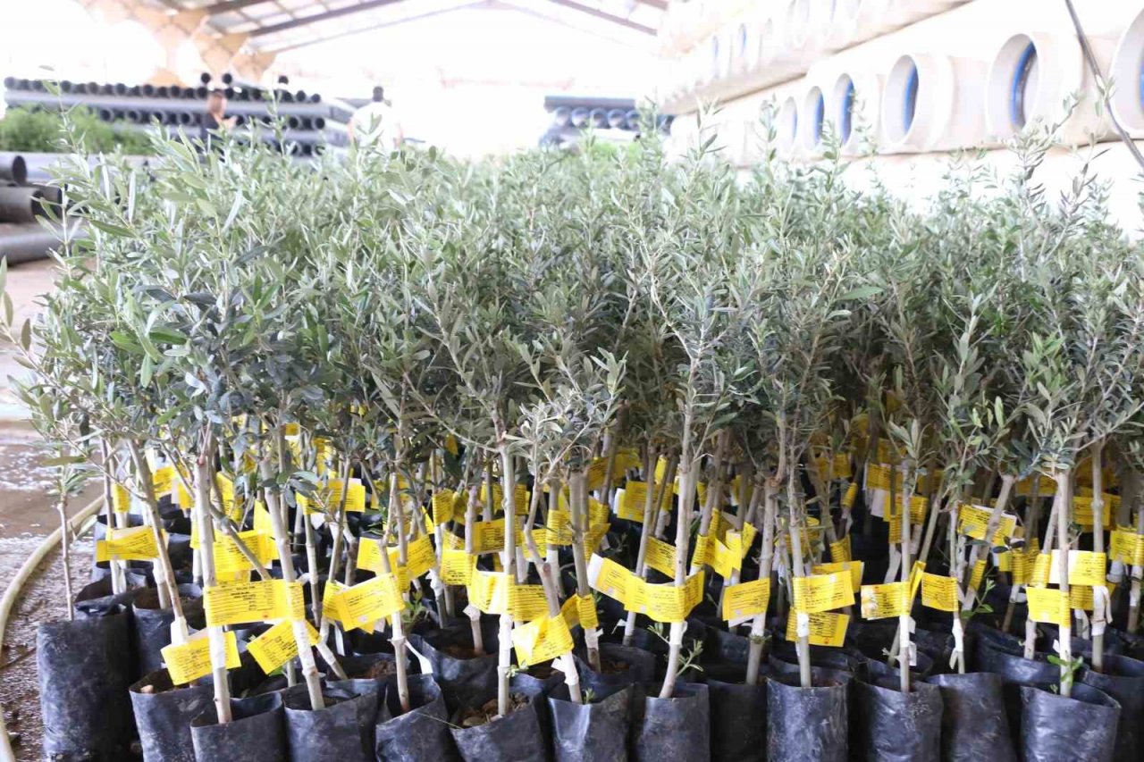 Büyükşehir Belediyesi 10 bin adet ceviz ve zeytin fidanı hibe etti