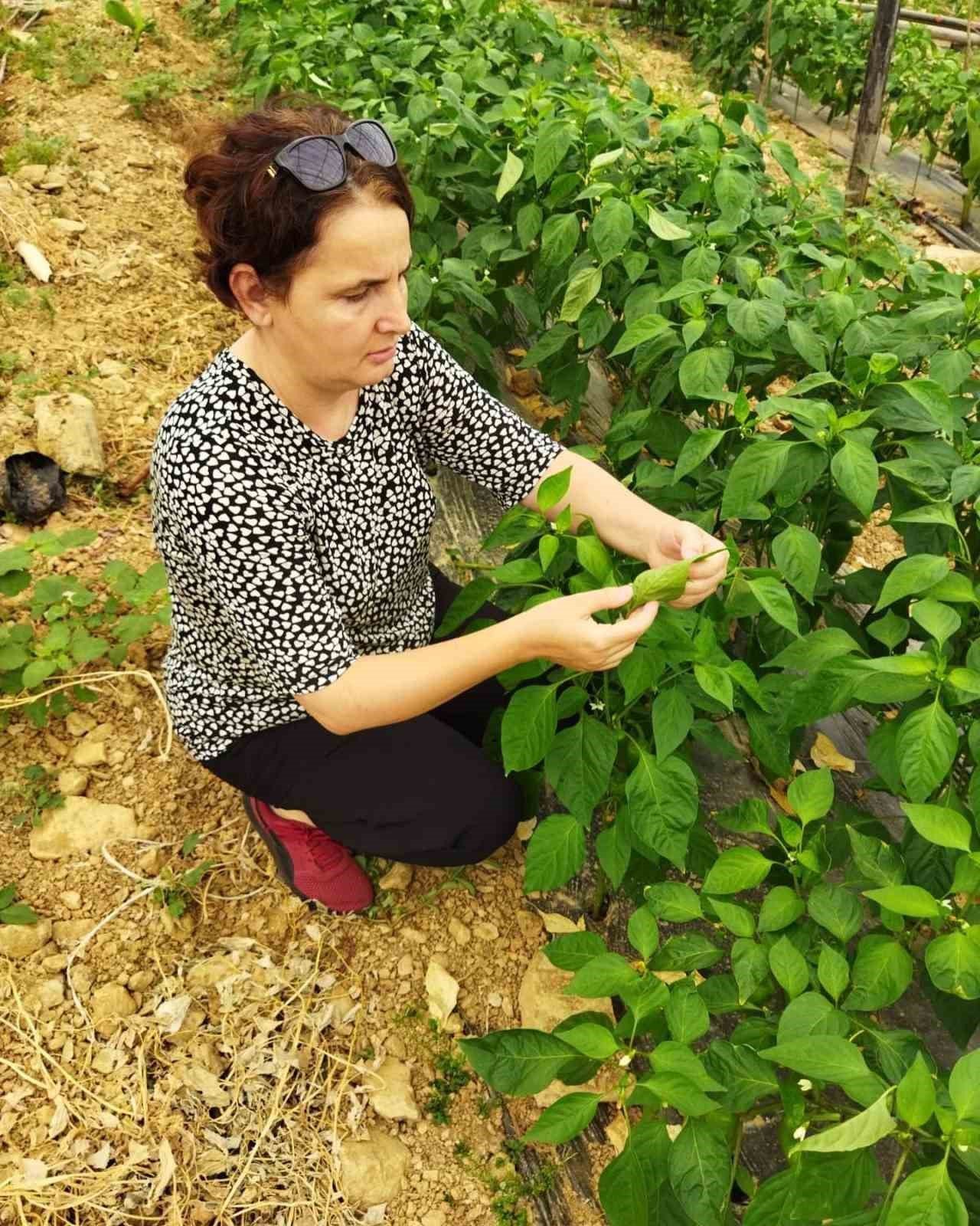 Gazipaşa İlçe Tarım fide ve fidan denetimi yaptı