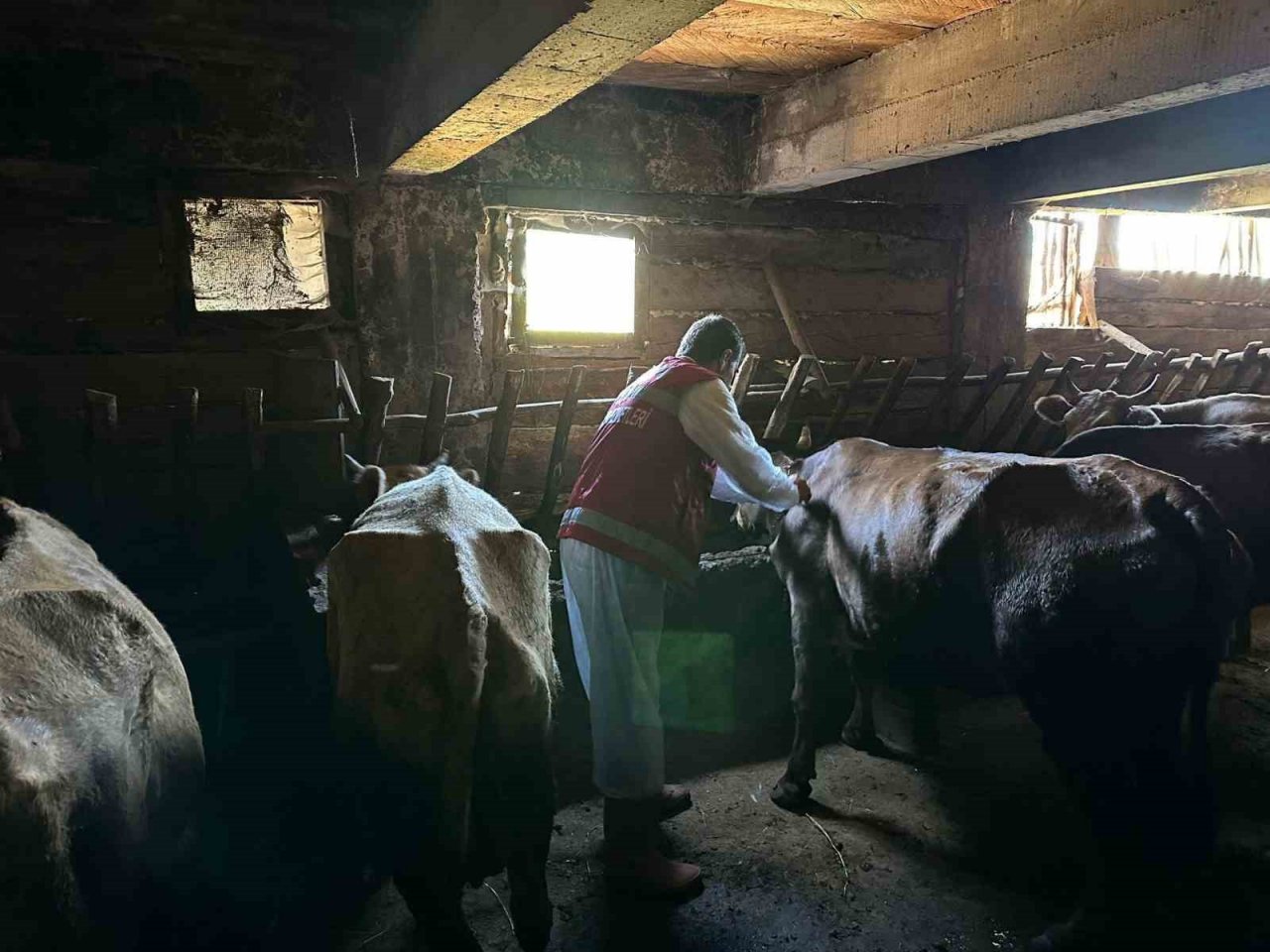 Artvin’de şap hastalığı nedeniyle 4 ilçede canlı hayvan ticaretine kısıtlama geldi