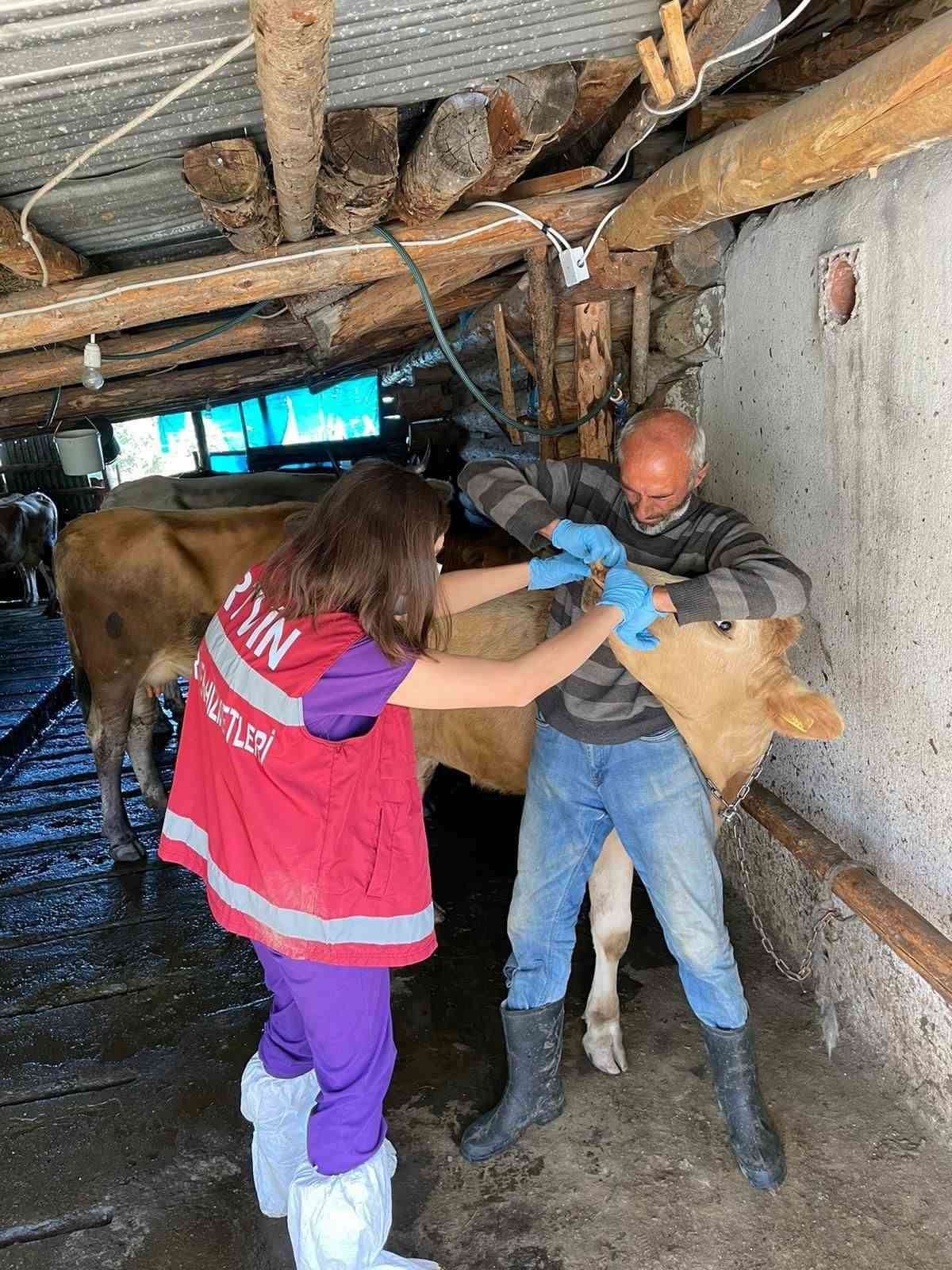 Artvin’de şap hastalığı nedeniyle 4 ilçede canlı hayvan ticaretine kısıtlama geldi